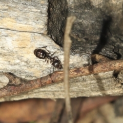 Myrmecorhynchus emeryi at Bruce, ACT - 2 Nov 2022