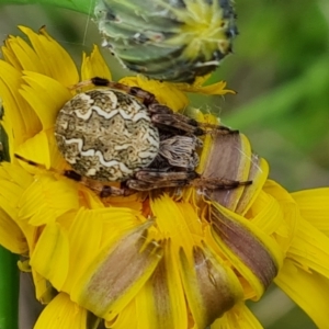 Araneus hamiltoni at Isaacs, ACT - 2 Nov 2022