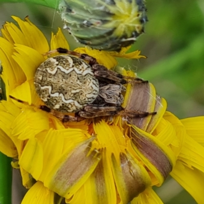 Araneus hamiltoni (Hamilton's Orb Weaver) at Isaacs, ACT - 2 Nov 2022 by Mike