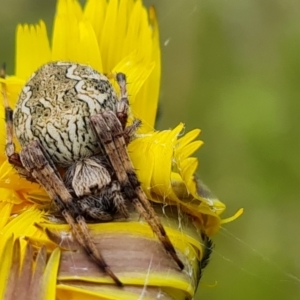 Araneus hamiltoni at Isaacs, ACT - 2 Nov 2022