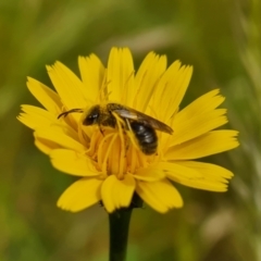 Lasioglossum (Chilalictus) lanarium (Halictid bee) at Isaacs, ACT - 2 Nov 2022 by Mike