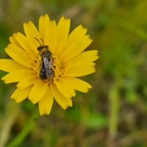 Lasioglossum (Chilalictus) lanarium at Isaacs, ACT - 2 Nov 2022 02:38 PM