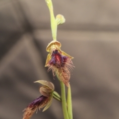 Calochilus platychilus (Purple Beard Orchid) at Bruce, ACT - 1 Nov 2022 by AlisonMilton