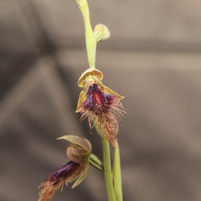 Calochilus platychilus (Purple Beard Orchid) at Bruce, ACT - 2 Nov 2022 by AlisonMilton