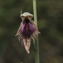 Calochilus platychilus at Bruce, ACT - suppressed