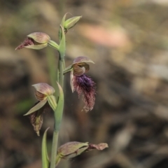 Calochilus platychilus at Bruce, ACT - suppressed