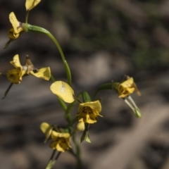 Diuris nigromontana (Black Mountain Leopard Orchid) at Gossan Hill - 1 Nov 2022 by AlisonMilton