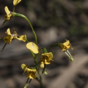 Diuris nigromontana at Bruce, ACT - 2 Nov 2022