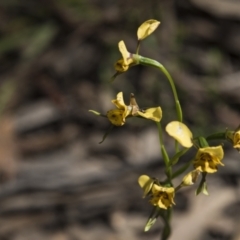 Diuris nigromontana at Bruce, ACT - 2 Nov 2022