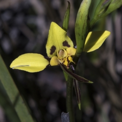 Diuris sulphurea (Tiger Orchid) at Bruce, ACT - 2 Nov 2022 by AlisonMilton