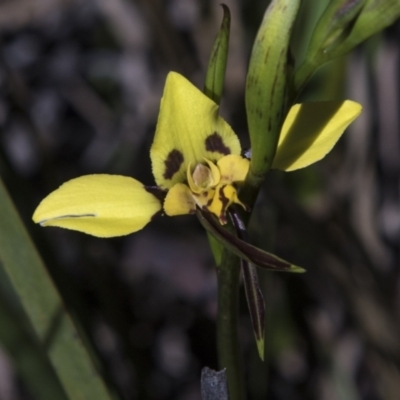 Diuris sulphurea (Tiger Orchid) at Gossan Hill - 1 Nov 2022 by AlisonMilton