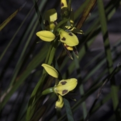 Diuris sulphurea at Bruce, ACT - suppressed