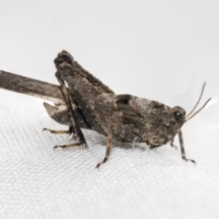 Paratettix australis (A pygmy grasshopper) at Higgins, ACT - 17 Oct 2022 by AlisonMilton