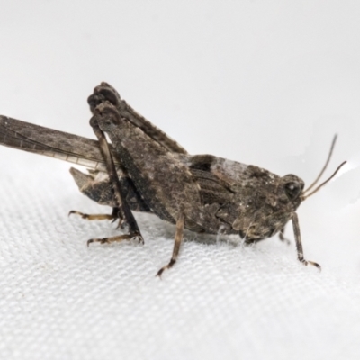 Paratettix australis (A pygmy grasshopper) at Higgins, ACT - 17 Oct 2022 by AlisonMilton