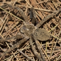 Neosparassus calligaster (Beautiful Badge Huntsman) at Acton, ACT - 15 Oct 2022 by AlisonMilton