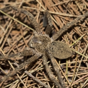 Neosparassus calligaster at Acton, ACT - 15 Oct 2022