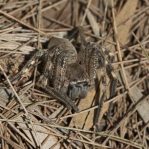 Neosparassus calligaster at Acton, ACT - 15 Oct 2022 10:10 AM