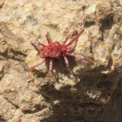 Trombidiidae (family) (Red velvet mite) at The Pinnacle - 2 Oct 2022 by AlisonMilton