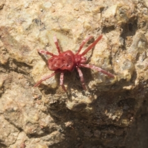 Trombidiidae (family) at Hawker, ACT - 3 Oct 2022