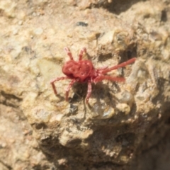 Trombidiidae (family) at Hawker, ACT - 3 Oct 2022 10:04 AM