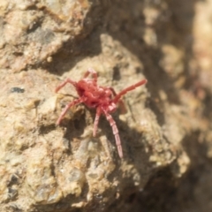 Trombidiidae (family) at Hawker, ACT - 3 Oct 2022