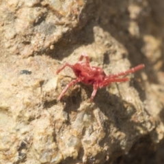 Trombidiidae (family) at Hawker, ACT - 3 Oct 2022