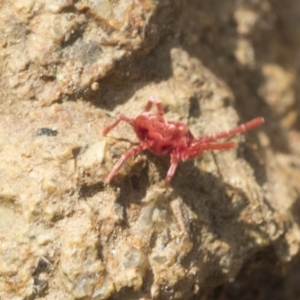 Trombidiidae (family) at Hawker, ACT - 3 Oct 2022