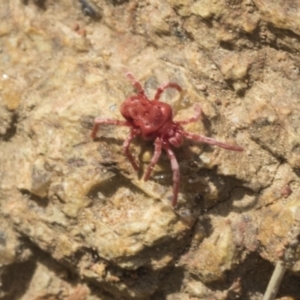 Trombidiidae (family) at Hawker, ACT - 3 Oct 2022