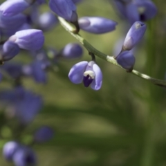 Comesperma volubile (Love Creeper) at Hawker, ACT - 3 Oct 2022 by AlisonMilton