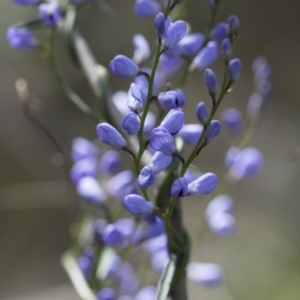 Comesperma volubile at Hawker, ACT - 3 Oct 2022