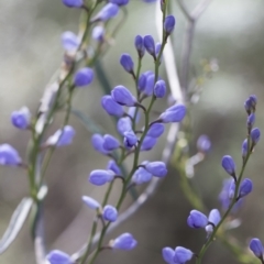 Comesperma volubile at Hawker, ACT - 3 Oct 2022