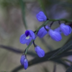 Comesperma volubile at Hawker, ACT - 3 Oct 2022 10:17 AM