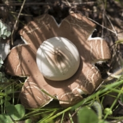 Geastrum sp. (Geastrum sp.) at Hawker, ACT - 3 Oct 2022 by AlisonMilton