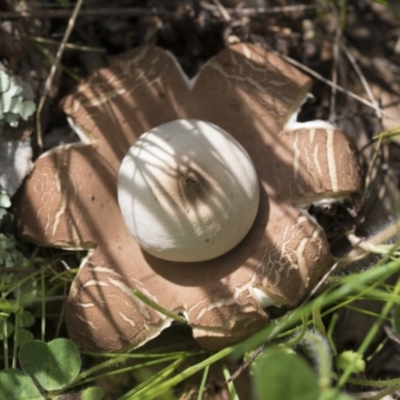 Geastrum sp. (genus) (An earthstar) at Hawker, ACT - 3 Oct 2022 by AlisonMilton