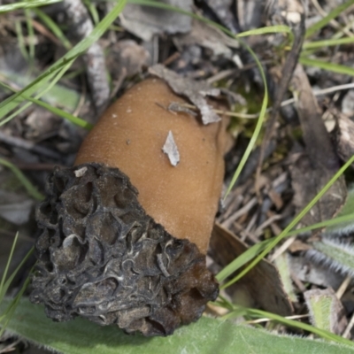 Morchella elata group (Morel) at Hawker, ACT - 3 Oct 2022 by AlisonMilton