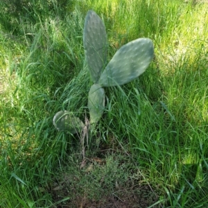 Opuntia stricta at Koorawatha, NSW - 25 Sep 2022