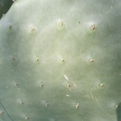 Opuntia stricta at Koorawatha, NSW - 25 Sep 2022