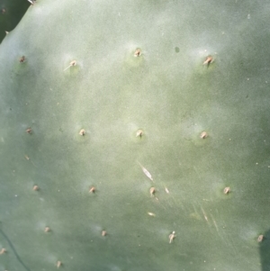 Opuntia stricta at Koorawatha, NSW - 25 Sep 2022