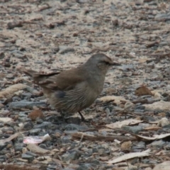 Climacteris picumnus (Brown Treecreeper) at Bargo, NSW - 12 Oct 2022 by JanHartog