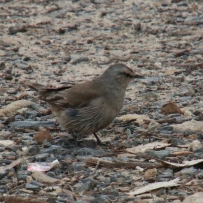 Climacteris picumnus (Brown Treecreeper) at Wollondilly Local Government Area - 12 Oct 2022 by JanHartog