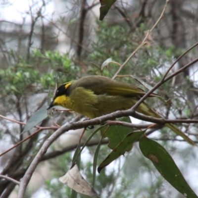 Lichenostomus melanops (Yellow-tufted Honeyeater) at Bargo, NSW - 12 Oct 2022 by JanHartog