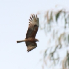 Lophoictinia isura (Square-tailed Kite) at Tahmoor, NSW - 12 Oct 2022 by JanHartog