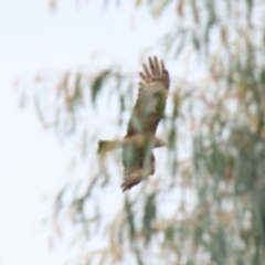 Lophoictinia isura at Tahmoor, NSW - suppressed