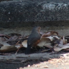 Origma solitaria (Rockwarbler) at Bargo, NSW - 18 Oct 2022 by JanHartog