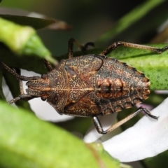 Omyta centrolineata (Centreline Shield Bug) at Acton, ACT - 30 Oct 2022 by TimL