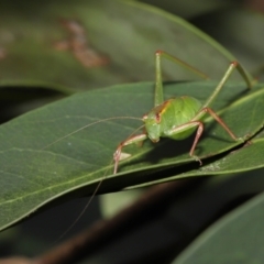 Caedicia simplex (Common Garden Katydid) at Acton, ACT - 29 Oct 2022 by TimL