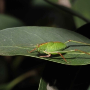 Caedicia simplex at Acton, ACT - 30 Oct 2022