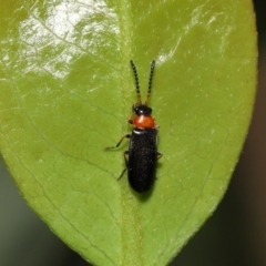 Heteromastix sp. (genus) (Soldier beetle) at ANBG - 29 Oct 2022 by TimL