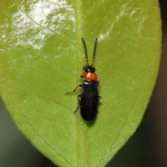 Heteromastix sp. (genus) (Soldier beetle) at Acton, ACT - 30 Oct 2022 by TimL