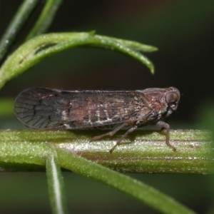 Cixiidae sp. (family) at Acton, ACT - 30 Oct 2022